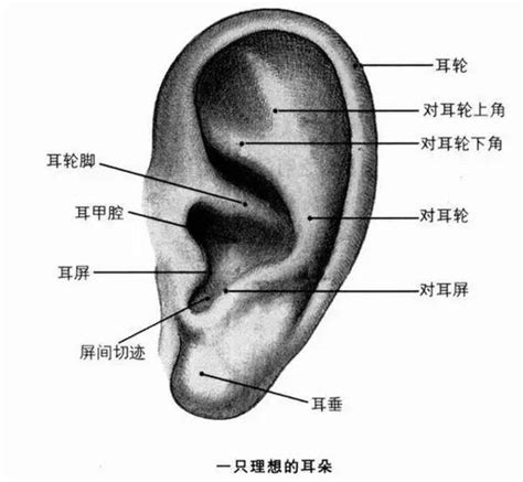 耳骨有痣|面相：耳朵有痣算命圖解，全位置對照，看看你是哪一。